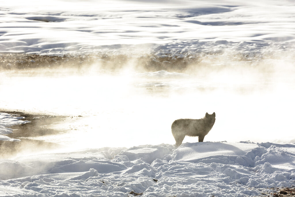 This Jan. 24, 2018, photo released by the National Park Service shows a wolf from the Wapiti Lake pack silhouetted by a nearby hot spring in Yellowstone National Park, Wyo. Park officials say hunters in neighboring states have killed 20 of the park's renown gray wolves in recent months, most of them in Montana after the state lifted hunting restrictions near the park. (Jacob W. Frank/National Park Service via AP, File)