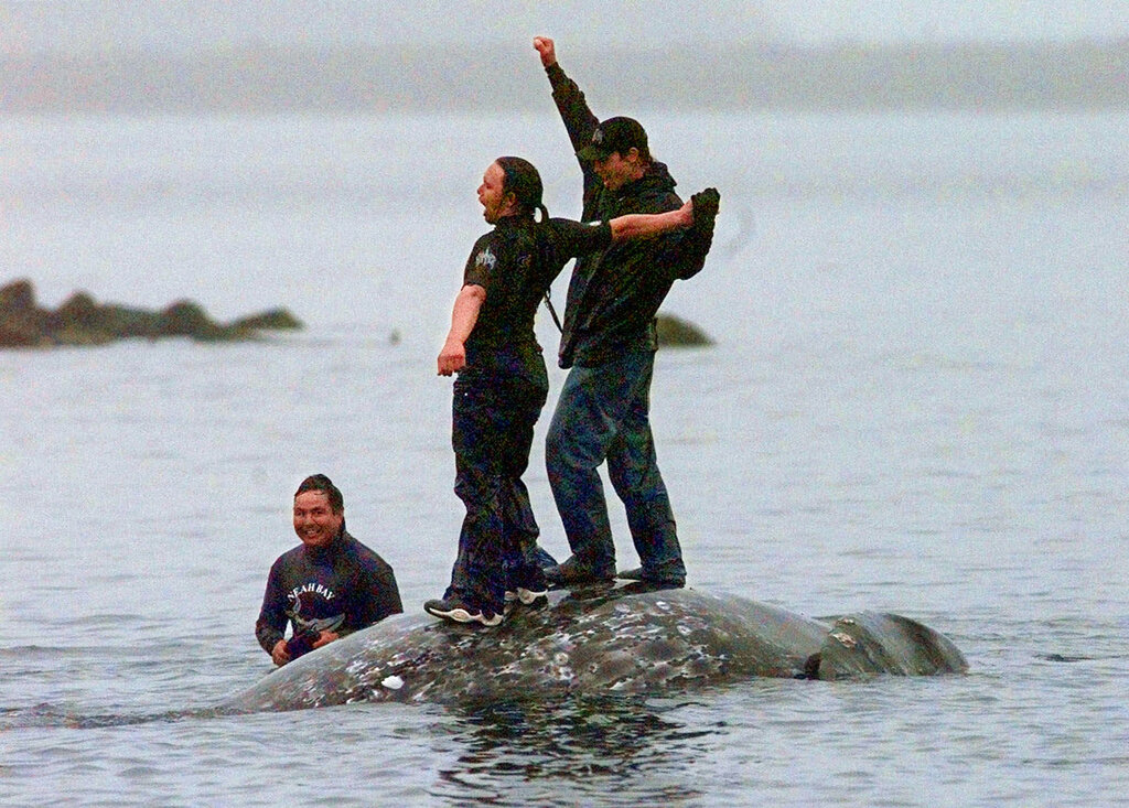 CORRECTS DATE OF RULING - FILE - In this May 17, 1999, file photo, two Makah Indian whalers stand atop the carcass of a dead gray whale moments after helping tow it close to shore in the harbor at Neah Bay, Wash. An administrative law judge on Thursday, Sept. 23, 2021, recommended that the Makah be allowed to resume whaling along the coast of Washington state, as their ancestors did. (AP Photo/Elaine Thompson, File)