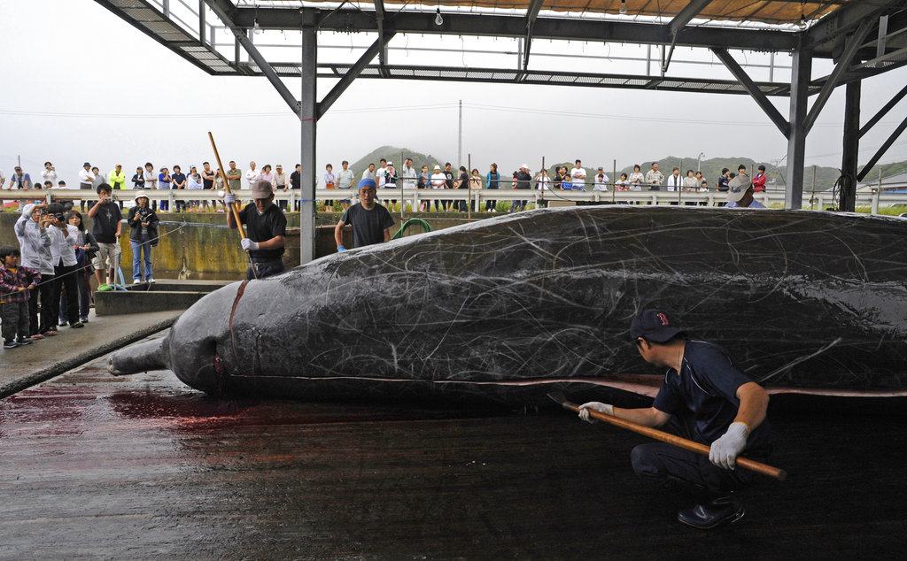 In this June 21, 2009, photo, Japanese whalers cut a Baird's beaked whale, which was caught some 60 kilometers (38 miles) off the coast, in Wada, southeast of Tokyo. Japan announced Wednesday, Dec. 26, 2018, it is leaving the International Whaling Commission to resume hunting the animals for commercial use but said it will no longer go to the Antarctic for its much-criticized annual killings of hundreds of whales. Japan has hunted whales for centuries, but has reduced its catch following international protests and declining demand for whale meat at home. (AP Photo/Shuji Kajiyama)