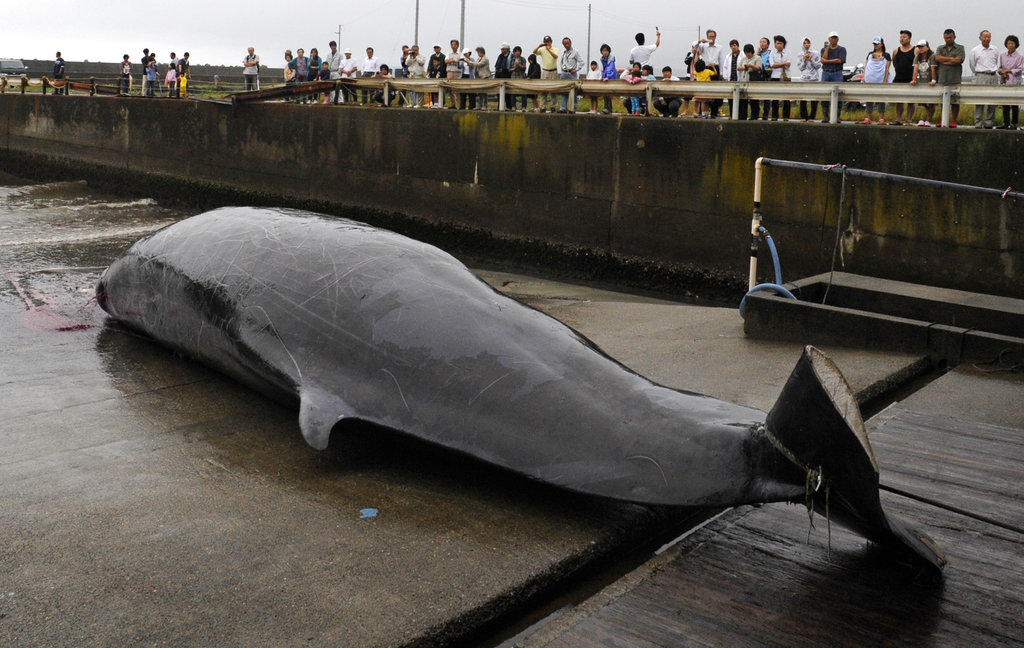 In this June 21, 2009, photo, a Baird's beaked whale, which was caught some 60 kilometers (38 miles) off the coast, is seen at a fishing port, in Wada, southeast of Tokyo. Japan announced Wednesday, Dec. 26, 2018, it is leaving the International Whaling Commission to resume hunting the animals for commercial use but said it will no longer go to the Antarctic for its much-criticized annual killings of hundreds of whales. Japan has hunted whales for centuries, but has reduced its catch following international protests and declining demand for whale meat at home.(AP Photo/Shuji Kajiyama)