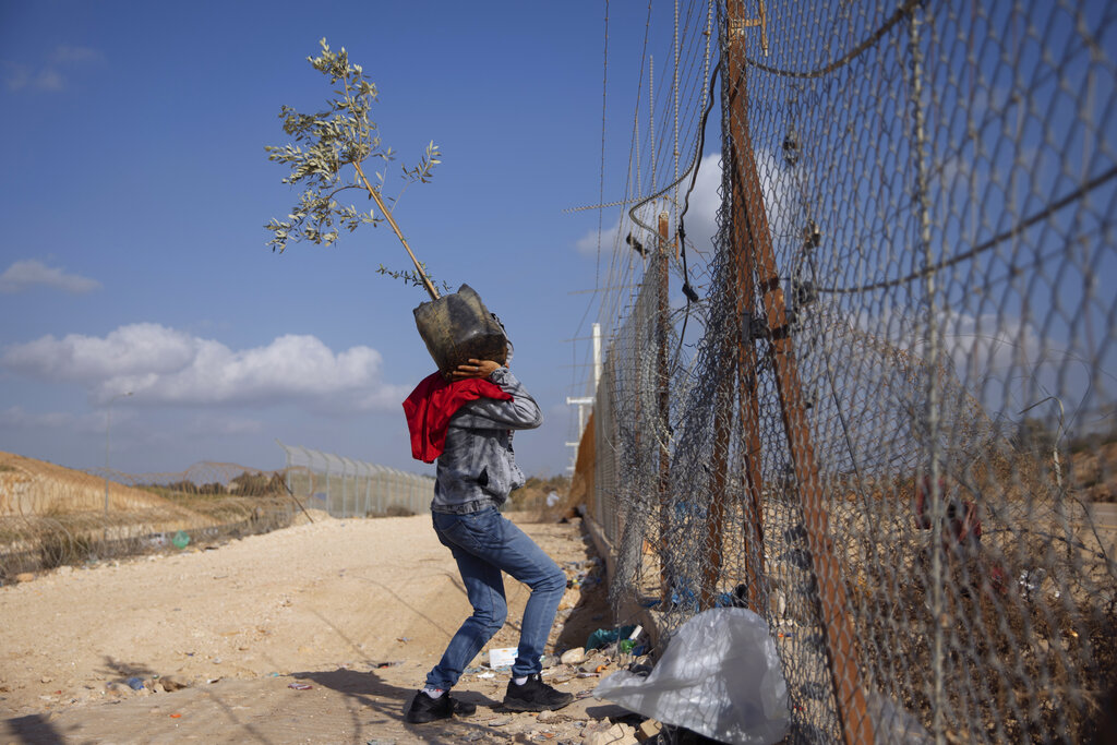 FILE - A Palestinian man carries an olive tree as he crosses illegally into Israel from the West Bank, through a gap in the separation barrier, south of the West Bank town of Hebron, March. 8, 2021. Israel on Monday, Jan. 31, 2022, called on Amnesty International not to publish an upcoming report accusing it of apartheid, saying the conclusions of the London-based international human rights group are “false, biased and antisemitic.” (AP Photo/Oded Balilty, File)