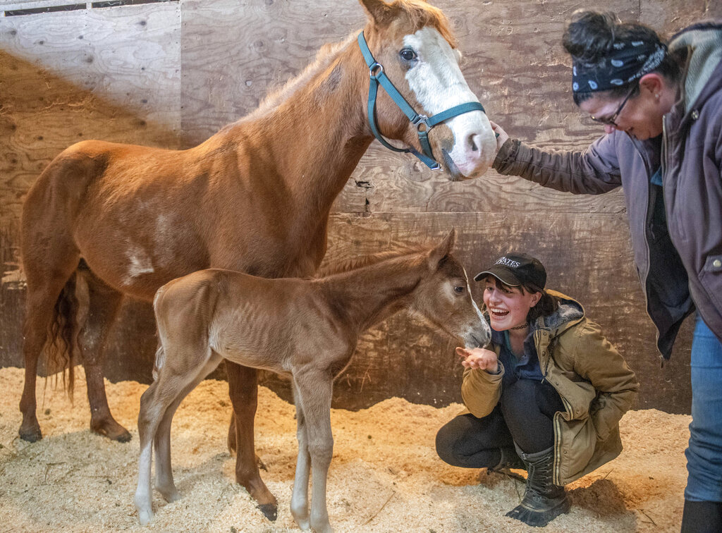 Mya Stuflizk, left, and Kat Jewell, visit with their new foal, named Lark, on Sunday, March 20, 2022, at the Wildflower Equestrian Center in Durham, Maine. The ranch, in search of more horses to add to their stable for rising, recently purchased the mother horse, Freya, at an auction suspecting that she might be pregnant with a baby. The new foal was born on St. Patrick's Day and was standing up within half an hour of being born. 