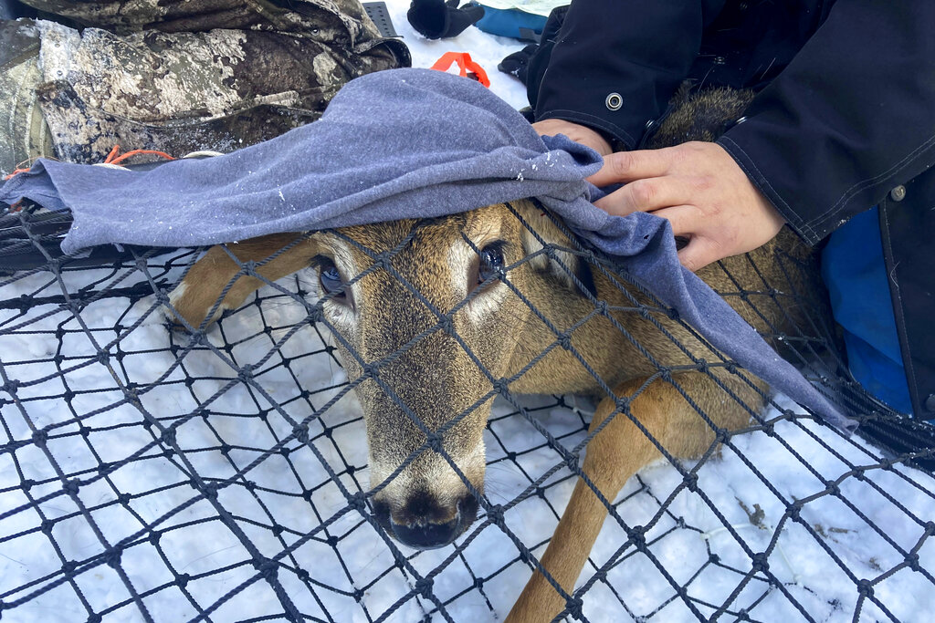 A young buck peaks out from under a blanket while in a Clover deer trap. A wildlife team is testing the animal for the coronavirus and taking other biological samples in Grand Portage, Minn. on March 2, 2022. The COVID-19 virus has been confirmed in wildlife in at least 24 U.S. states, including Minnesota. Recently, an early Canadian study showed someone in nearby Ontario likely contracted a highly mutated strain from a deer. (AP Photo/Laura Ungar)
