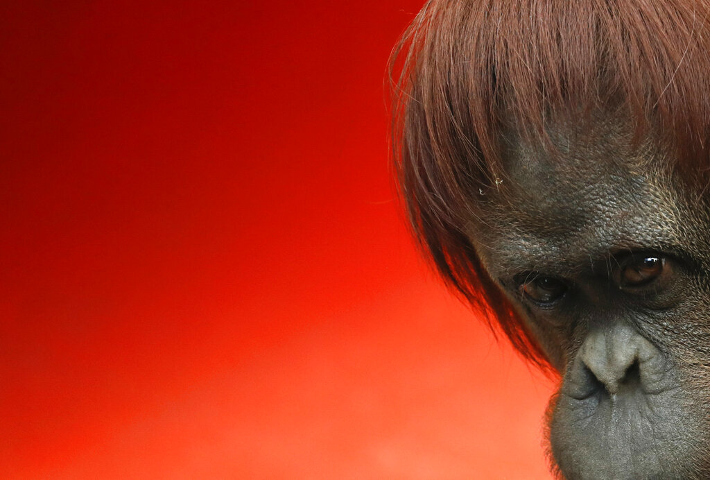 FILE - In this Sept. 16, 2019, file photo, Sandra, a 33-year-old orangutan, stands in her enclosure at the former city zoo now known as Eco Parque, in Buenos Aires, Argentina. Around the world, scientists and veterinarians are racing to protect animals from the coronavirus, often using the same playbook for minimizing disease spread among people. That includes social distancing, health checks and a vaccine for some zoo animals. (AP Photo/Natacha Pisarenko, File)