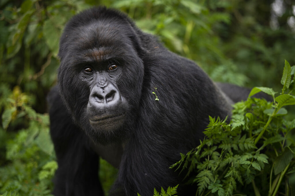 FILE - In this Monday, Sept. 2, 2019, file photo, a silverback mountain gorilla named Segasira walks in Volcanoes National Park, Rwanda. Conservationists are worried about the coronavirus spreading among wild great apes, but aren't currently planning a vaccination campaign. Instead, they are going to extreme measures to ensure that human trackers and researchers visiting the animals aren't spreading disease. (AP Photo/Felipe Dana, File)