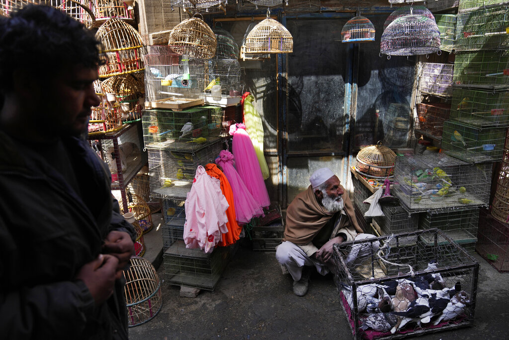 A vendor waits for customers at the bird market, in Kabul, Afghanistan, Monday, Feb. 21, 2022. (AP Photo/Hussein Malla)
