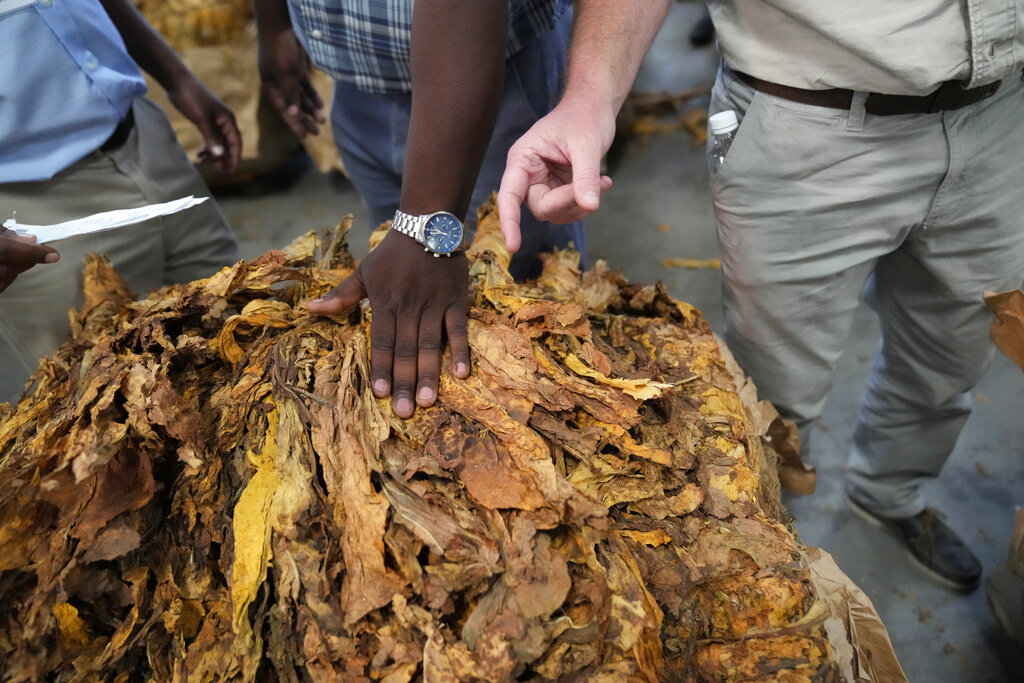 Tobacco auctioneers sell tobacco during the opening of auction floors in the capital Harare, Wednesday, March, 30, 2022. Zimbabwe tobacco selling season opened amid a drive by the government to stop deforestation and child labor on farms. (AP Photo/Tsvangirayi Mukwazhi)