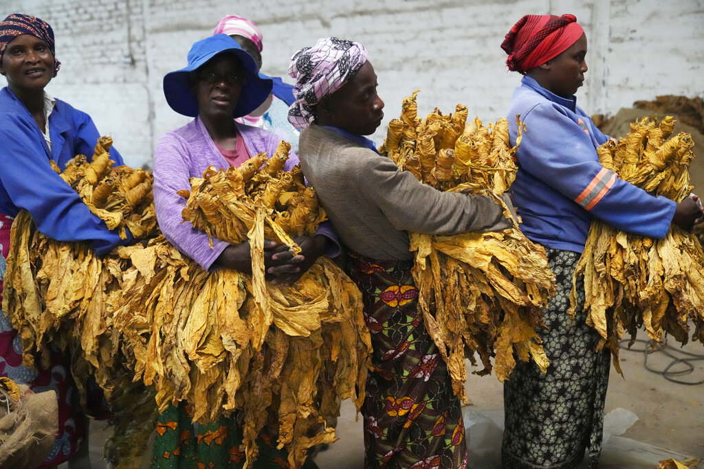 Women sort tobacco at a farm on the outskirts of Harare, Zimbabwe, Saturday, April, 9, 2022. Zimbabwe, Africa’s biggest tobacco grower, has opened its selling season for the crop amid pledges to fight deforestation and child labor in response to pressure from rights groups, environmentalists and international buyers. (AP Photo/Tsvangirayi Mukwazhi)