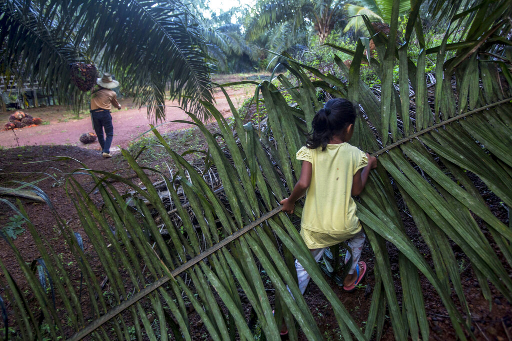 A child helps her parents work on a palm oil plantation in Sabah, Malaysia, Monday, Dec. 10, 2018. With little or no access to daycare, some young children in Indonesia and Malaysia follow their parents to the fields, where they are exposed to toxic pesticides and fertilizers. (AP Photo/Binsar Bakkara)