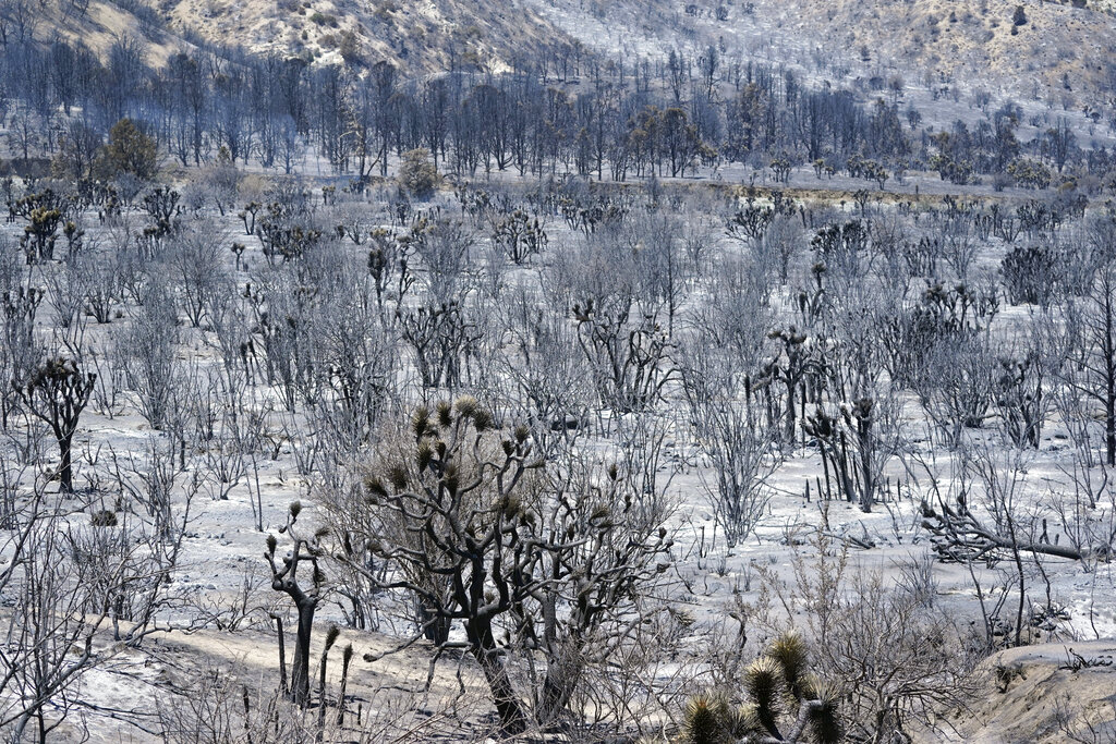 Joshua trees are burned after the Sheep fire swept through, Monday, June 13, 2022, in Wrightwood, Calif. (AP Photo/Marcio Jose Sanchez)