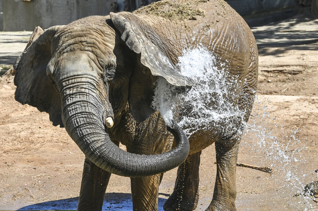 An elephant in Halle's mountain zoo cools off with a powerful shower of water from its trunk at the zoo in Halle, eastern Germany, Friday, June 17, 2022. (Heiko Rebsch/dpa via AP)