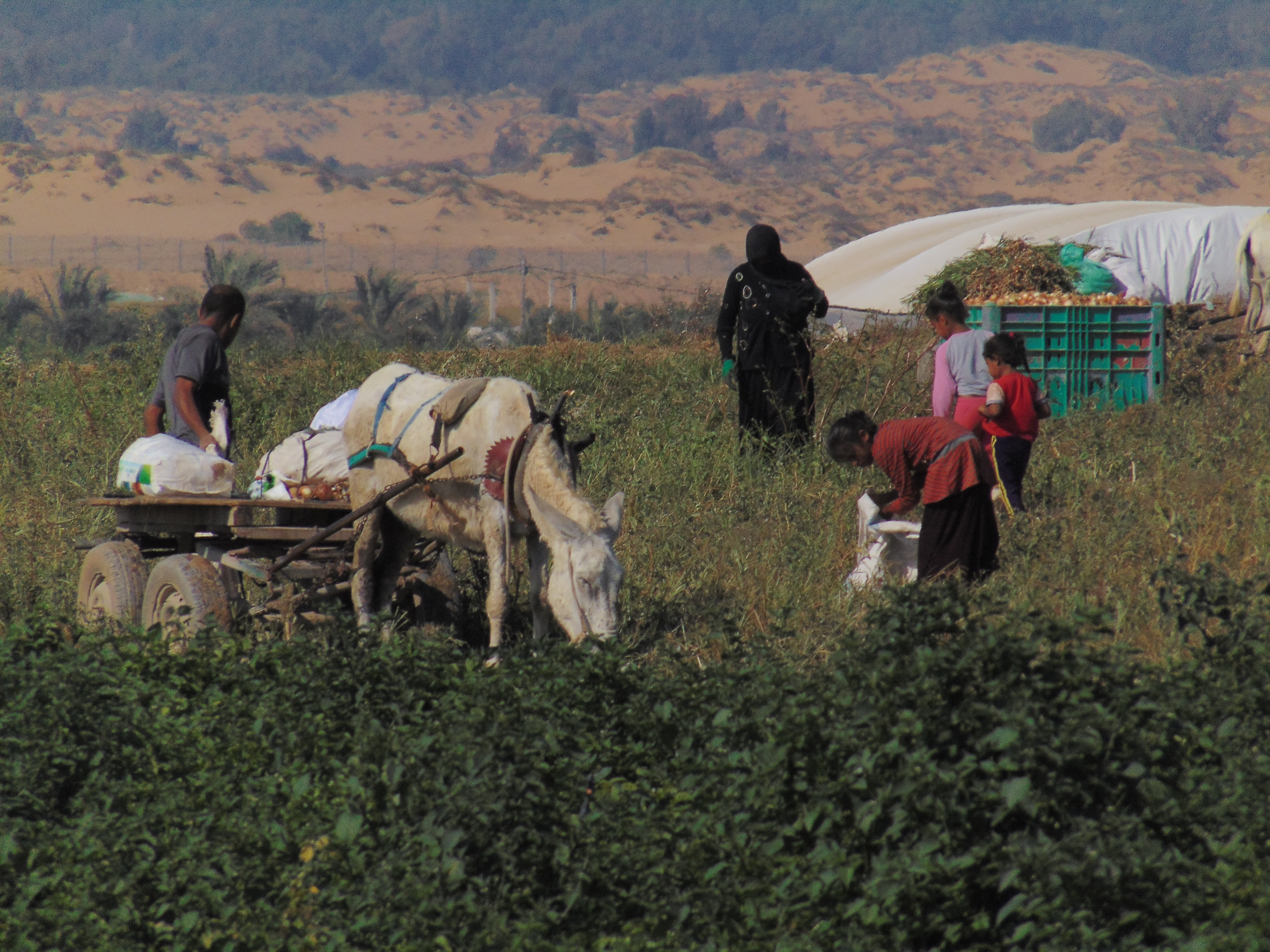 Contadini gazawi che lavorano i campi