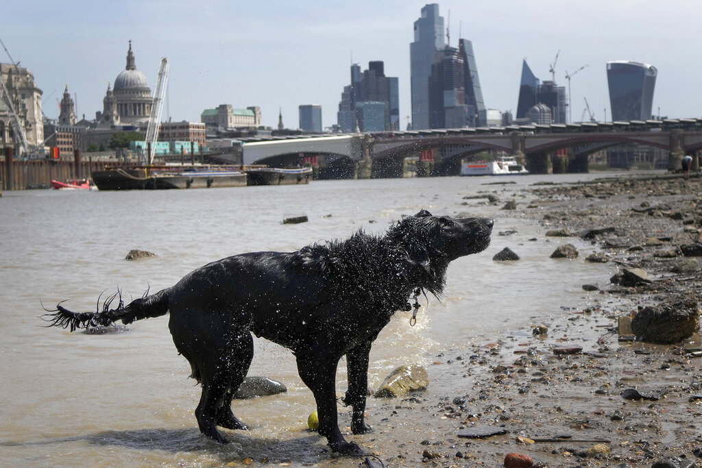 A dog shakes off water after he cools down in the River Thames in front of St Pauls Cathedral in London, Friday, June 17, 2022. A blanket of hot air stretching from the Mediterranean to the North Sea is giving much of western Europe its first heat wave of the summer, with temperatures forecast to top 30 degrees Celsius (86 degrees Fahrenheit) from Malaga to London on Friday. (AP Photo/Kirsty Wigglesworth)