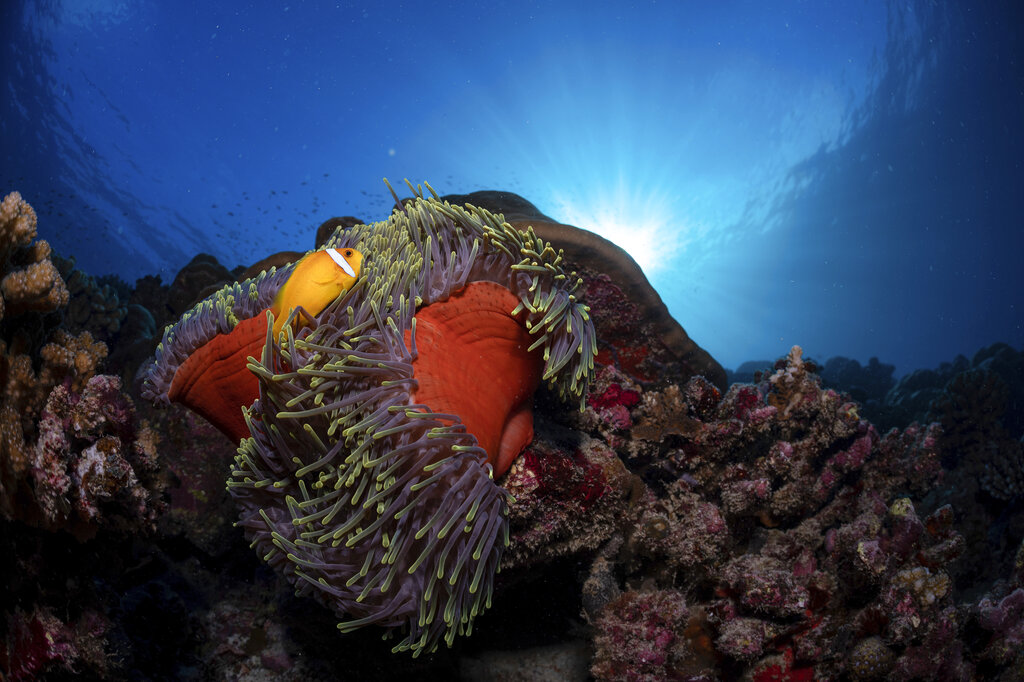 IMAGE DISTRIBUTED FOR NEKTON - In this image released on Wednesday, Sept. 28, 2022, A Blackfoot Anemonefish nestles on a coral reef off the coast of Fuvahmulah Island, Maldives, where the international UK-based Nekton science mission is on a five-week joint expedition with the Maldives Marine Research Institute to determine the health and resilience of coral reefs, leading to their protection. These reefs are vital to provide protection for the Maldives coastline and population from the increased frequency and intensity of storms caused by climate destablisation. The mission ends October 7. HANDOUT IMAGE - Please see special instructions. MANDATORY CREDIT - 
