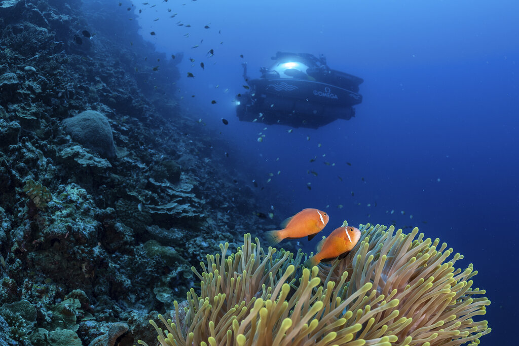 IMAGE DISTRIBUTED FOR NEKTON - In this image released on Wednesday, Sept. 28, 2022, two Blackfoot Anemonefish on a coral reef off the coast of Fuvahmulah Island, Maldives, where the UK-based Nekton science mission is on a five-week joint expedition with the Maldives Marine Research Institute to establish the first systematic biodiversity baseline from the surface to depth. The data is critical to help establish vast new marine protected areas. In the background is the three-person Omega Seamaster II submersible, which has spent the past month carrying scientists from the UK, Maldives, South Africa, Sri Lanka and Seychelles from the surface down to 500 metres below. The expedition will be at sea until October 7. HANDOUT IMAGE - Please see special instructions. MANDATORY CREDIT - 