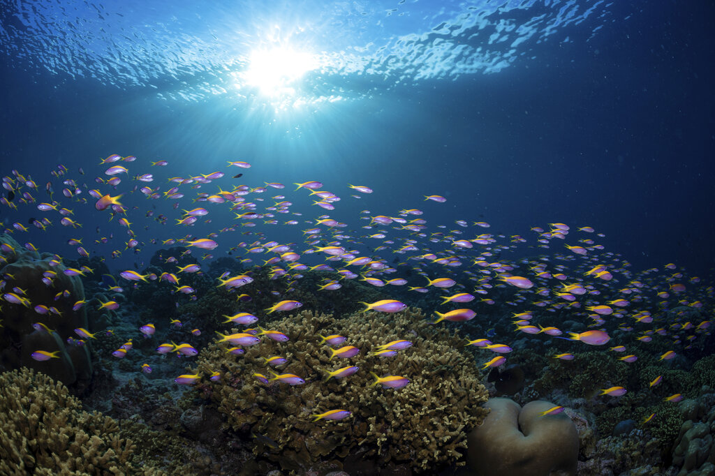 Un banco di pesci fucilieri dal dorso giallo scivola oltre una sana barriera corallina vicino all'isola di Fuvahmulah, Maldive, 28 settembre 2022. Foto: per gentile concessione di Nekton tramite AP/Henley Spiers
