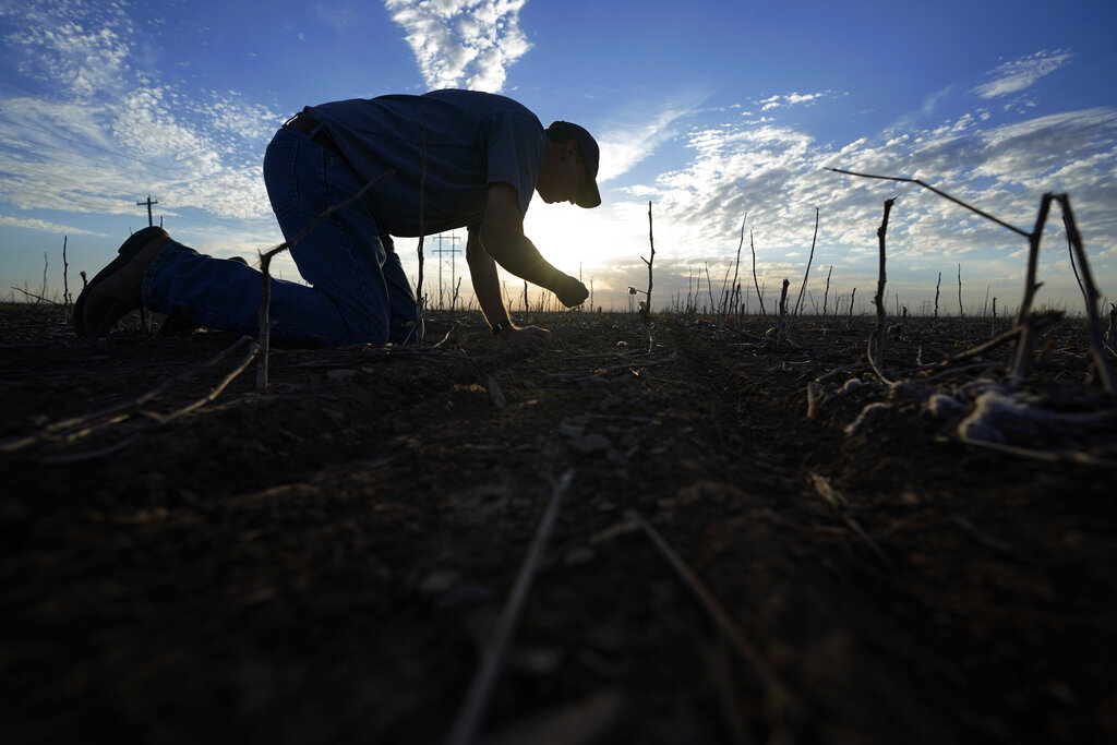 Farmer Barry Evans examines the soil at a cotton crop he shredded and planted over with wheat, Monday, Oct. 3, 2022, in Kress, Texas. Extreme heat and a dearth of rainfall have severely damaged much of this year's cotton harvest in the U.S., which produces about 35% of the world's crop. (AP Photo/Eric Gay)