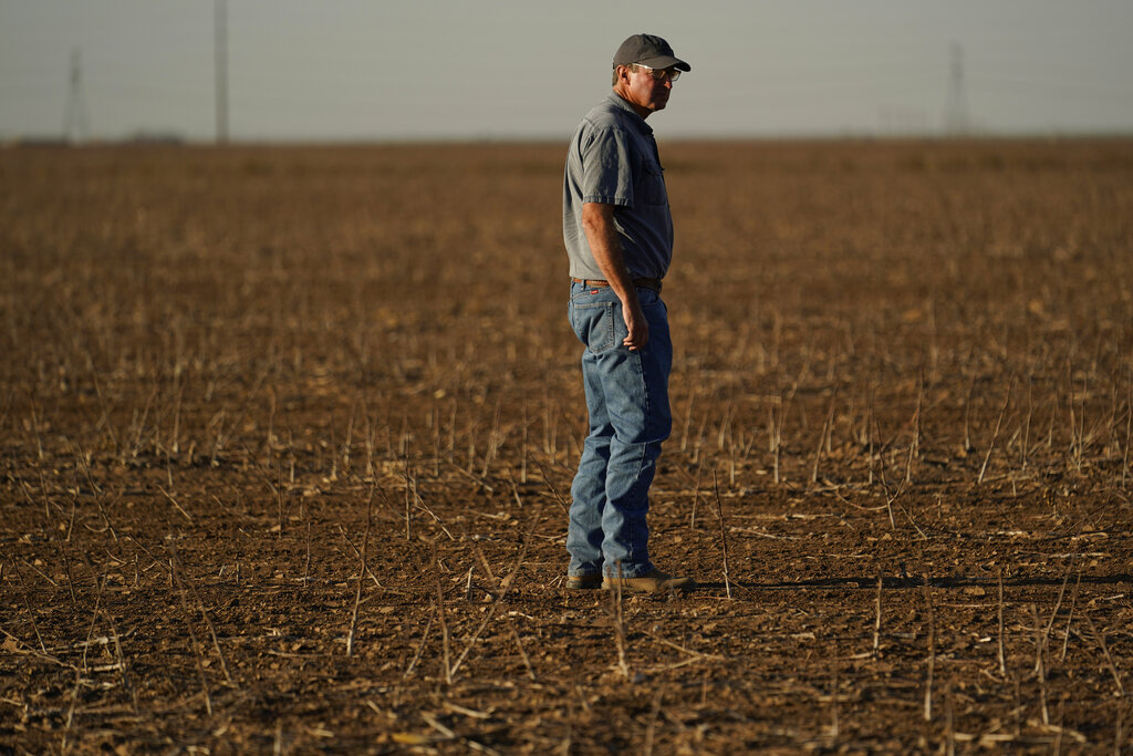 Farmer Barry Evans looks over a cotton crop he shredded and planted over with wheat, Monday, Oct. 3, 2022, in Kress, Texas. Evans, like many other cotton growers, has walked away from more than 2,000 acres of his bone-dry fields. (AP Photo/Eric Gay)
