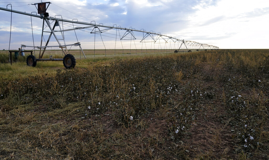 Cotton struggles in a field near an off irrigation system, Tuesday, Oct. 4, 2022, near Plainview, Texas. Drought and extreme heat have severely damaged much of the cotton harvest in the U.S., which produces roughly 35% of the world's crop. (AP Photo/Eric Gay)