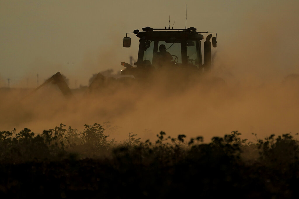 Dust flies as a farmer plows over a failed cotton field, Tuesday, Oct. 4, 2022, in Halfway, Texas. Drought and extreme heat have severely damaged much of the cotton harvest in the U.S., which produces roughly 35% of the world's crop. (AP Photo/Eric Gay)