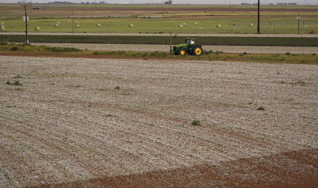 A shredded cotton field sits idle, Tuesday, Oct. 4, 2022, near Plainview, Texas. Extreme heat and a dearth of rainfall have severely damaged much of this year's cotton harvest in the U.S., which produces about 35% of the world's crop. (AP Photo/Eric Gay)