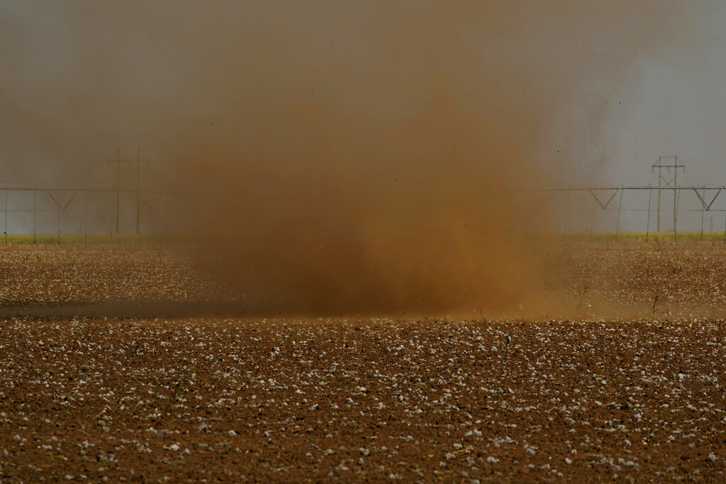 A dust devil blows across a shredded cotton field, Tuesday, Oct. 4, 2022, near Halfway, Texas. Extreme heat and a dearth of rainfall have severely damaged much of this year's cotton harvest in the U.S., which produces about 35% of the world's crop. (AP Photo/Eric Gay)