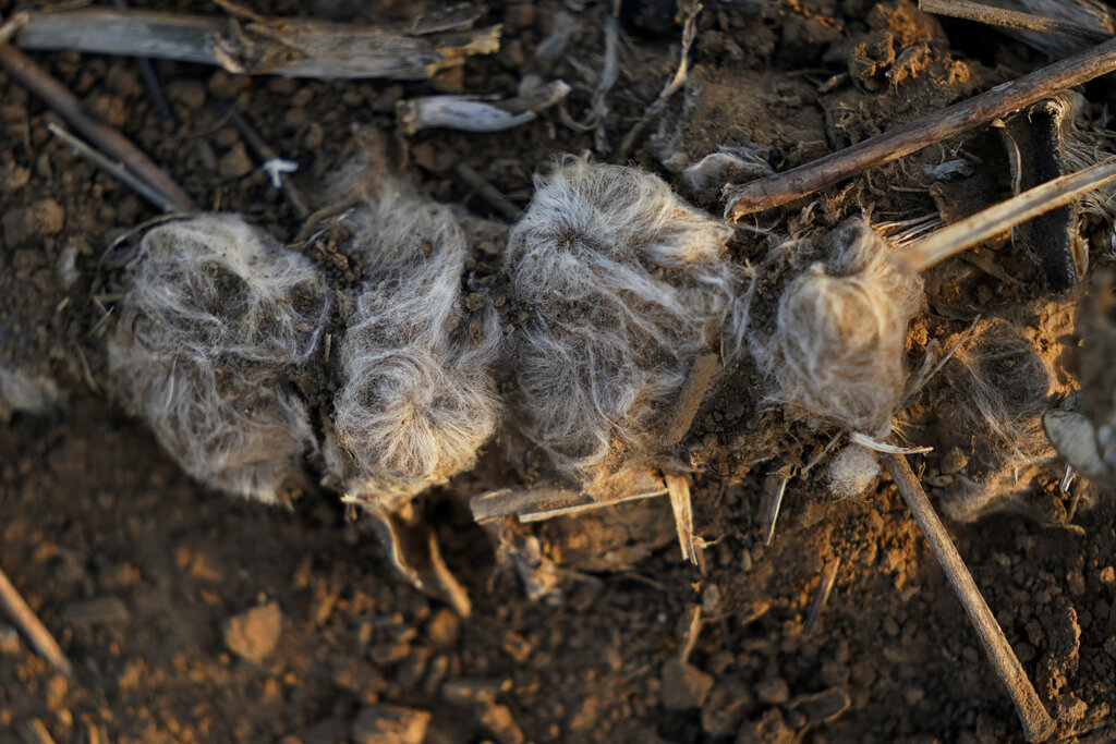 Cotton bolls sit on the ground after a field was plowed over, Monday, Oct. 3, 2022, near Kress, Texas. Extreme heat and a dearth of rainfall have severely damaged much of this year's cotton harvest in the U.S., which produces about 35% of the world's crop. (AP Photo/Eric Gay)
