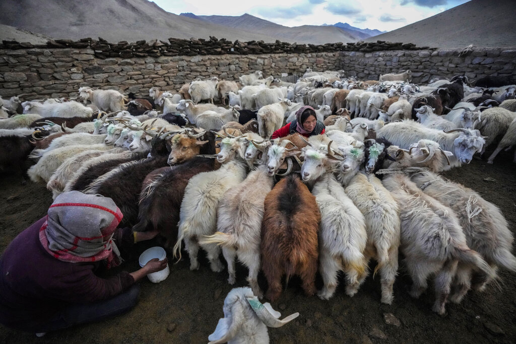 Nomadic women milk their hardy Himalayan goats that produce cashmere in the remote Kharnak village in the cold desert region of Ladakh, India, Saturday, Sept. 17, 2022. As this part of Asia is particularly vulnerable to climate change, shifting weather patterns are altering people’s lives through floods, landslides and droughts in Ladakh, an inhospitable yet pristine landscape of high mountain passes and vast river valleys that in the past was an important part of the famed Silk Road trade route. (AP Photo/Mukhtar Khan)