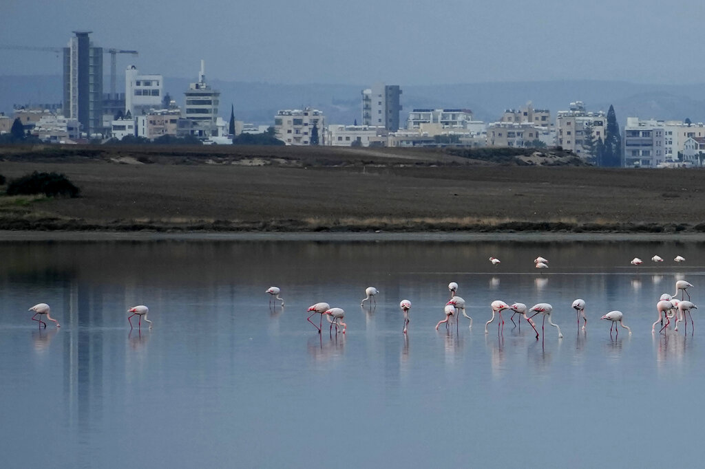 Flamingos search for food at the salt lake in the southern coastal city of Larnaca in the eastern Mediterranean island of Cyprus, Monday, Oct. 31, 2022. Flamingos has arrived in the Mediterranean island for the winter. (AP Photo/Petros Karadjias)