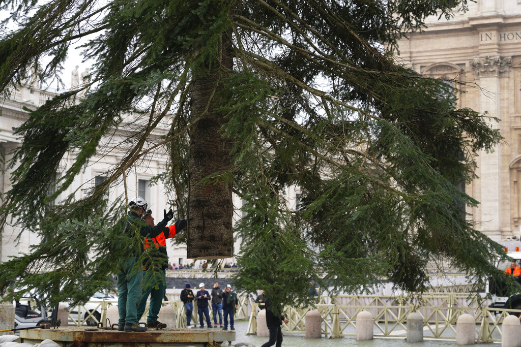 A crane lifts a 62-year-old and 26-meter-tall silver fir in St. Peter's Square, to serve as a Christmas tree, at the Vatican, Thursday, Nov. 17, 2022. The silver fir was donated by the city of Palena in the Abruzzo region. (AP Photo/Gregorio Borgia)