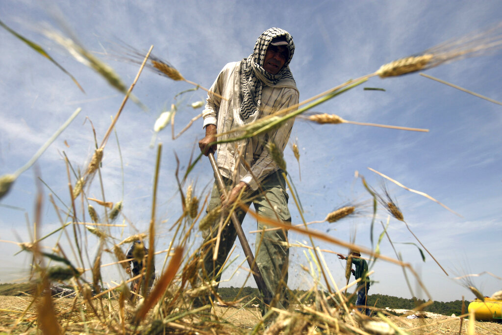 Palestinian farmers gather harvested green wheat to be roasted outside the West Bank city of Jenin, Wednesday, April 23, 2014. Roasted green wheat is used to make a popular local soup call Freekeh. (AP Photo/Mohammed Ballas)