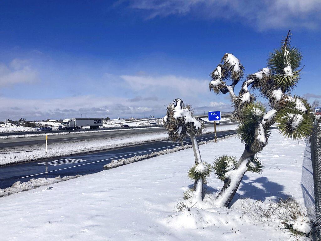 A Joshua tree is covered in snow near the Cajon Pass in Oak Hills, Calif., on Wednesday, March 1, 2023, as a fresh round of snowfall blanketed the San Bernardino Mountains east of Los Angeles. Up to 5 feet of snow fell in some areas, stranding some residents. (AP Photo/Eugene Garcia)