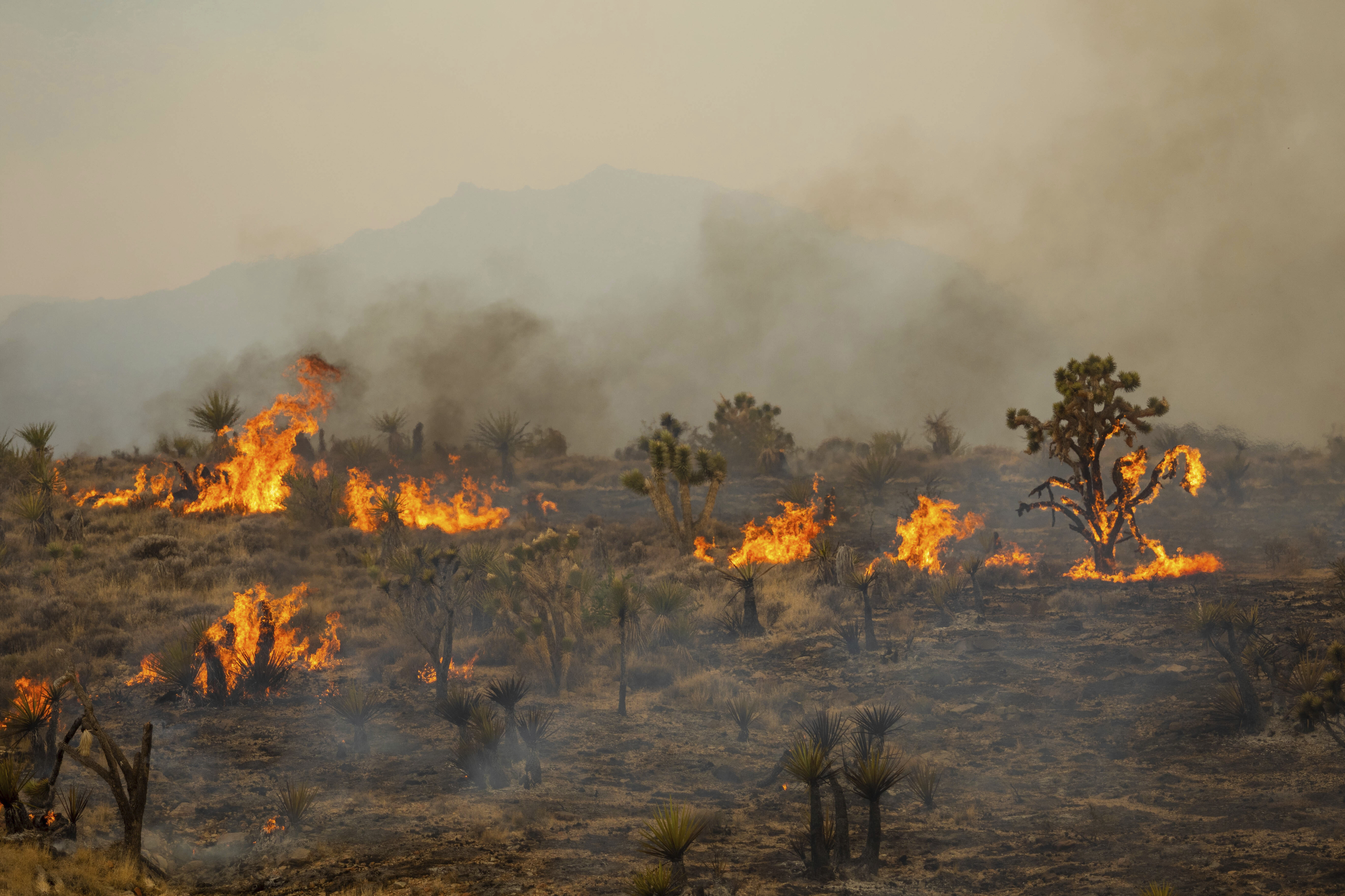 Joshia Trees burn in the York Fire, Sunday, July 30, 2023, in the Mojave National Preserve, Calif. The York Fire has burned over 77,000 acres and has 0% containment. (AP Photo/Ty ONeil)