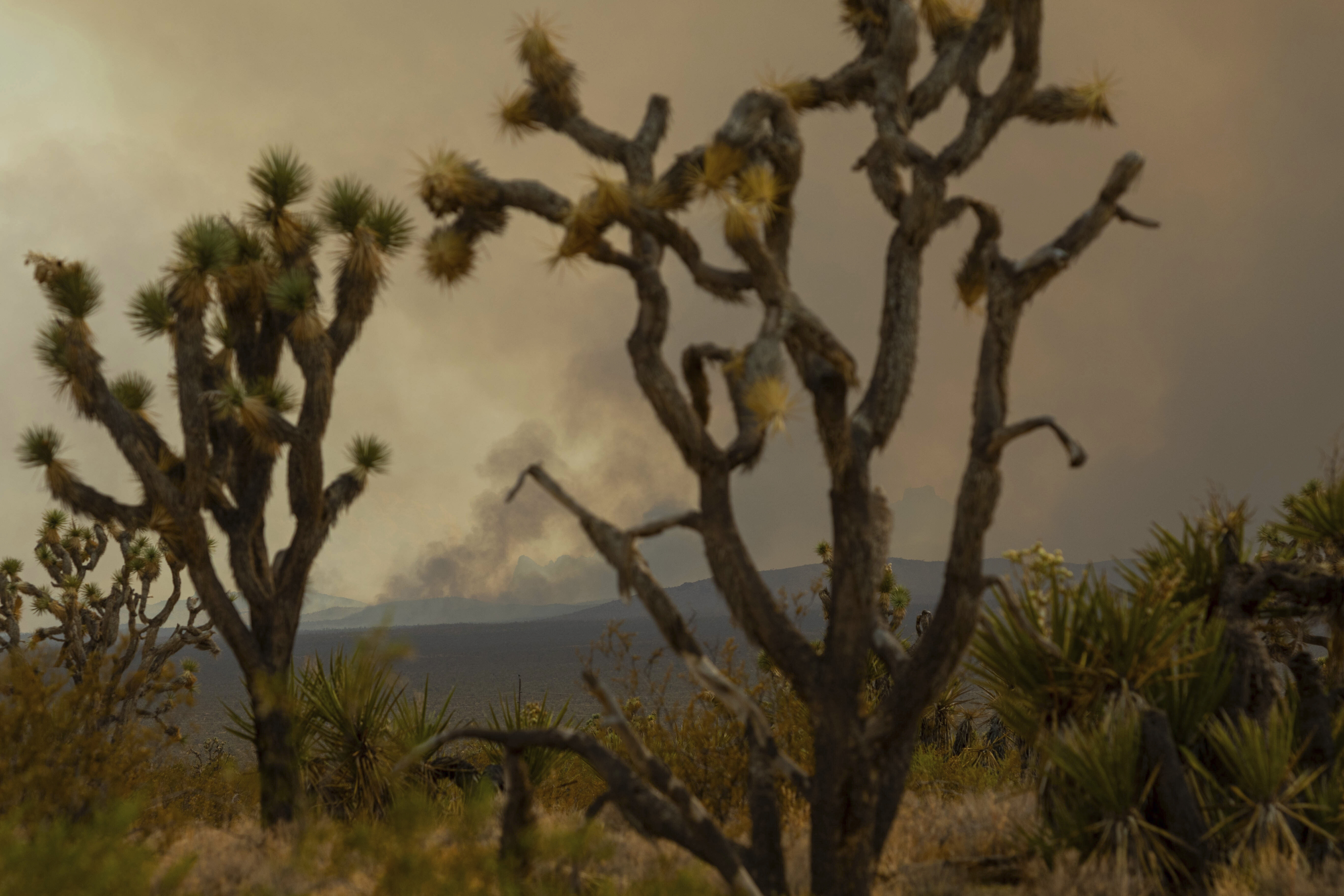The York Fire is seen through Joshua trees on Sunday, July 30, 2023, in the Mojave National Preserve, Calif. The York Fire has burned over 77,000 acres and has 0% containment. (AP Photo/Ty ONeil)