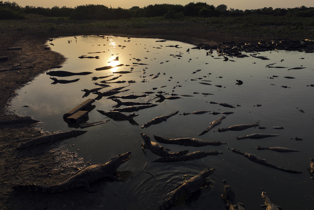 A group of caimans caiman sits on the banks of the almost dried-up Bento Gomes river in the Pantanal wetlands near Pocone, Mato Grosso state, Brazil, Wednesday, Nov. 15, 2023. Amid the high heat, wildfires are burning widely in the Pantanal biome, the world's biggest tropical wetlands. (AP Photo/Andre Penner)