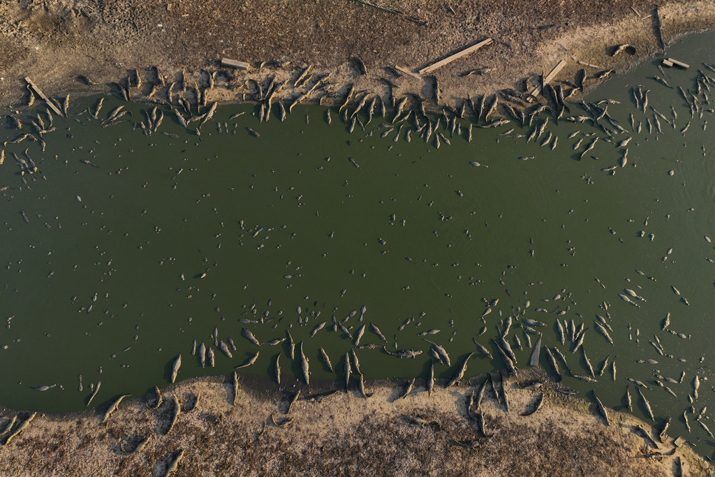 A group of caimans sit on the banks of the almost dried-up Bento Gomes River in the Pantanal wetlands near Pocone, Mato Grosso state, Brazil, Wednesday, Nov. 15, 2023. Amid the high heat, wildfires are burning widely in the Pantanal biome, the world's biggest tropical wetlands. (AP Photo/Andre Penner)