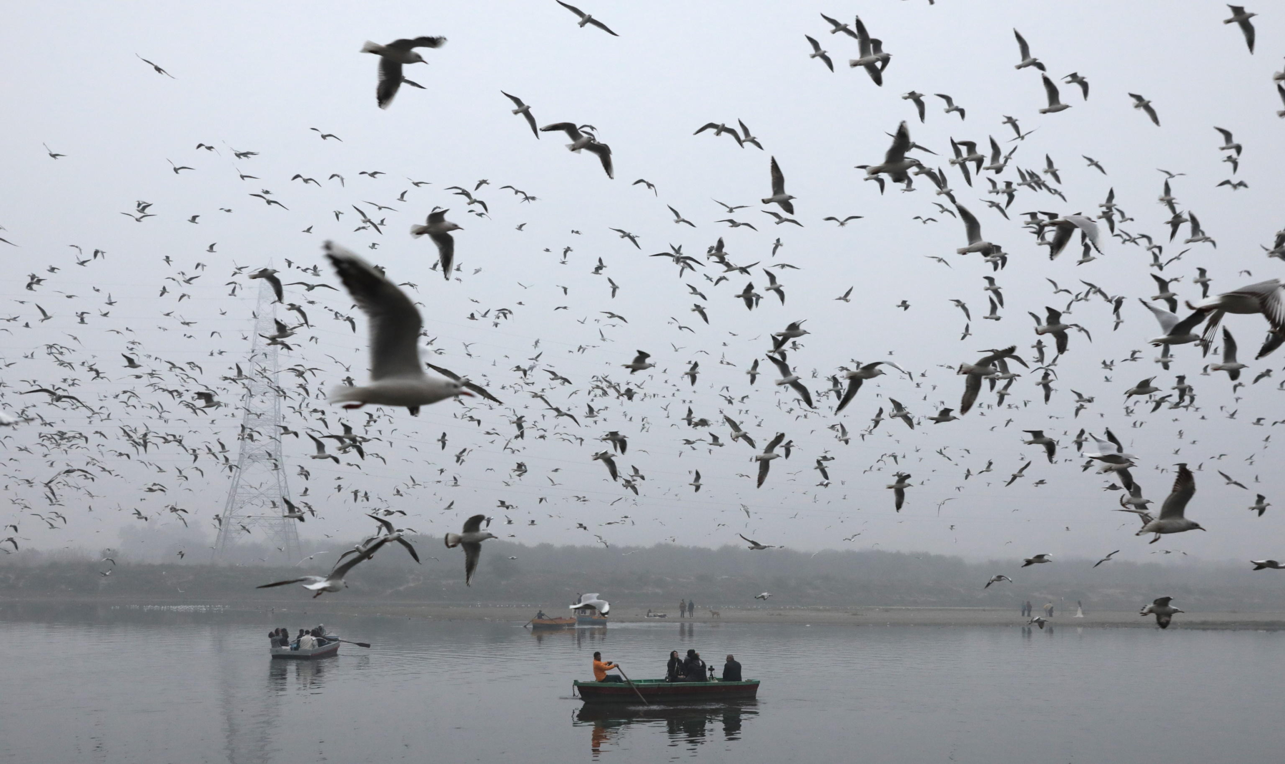 epa11058139 Indian people on a boat feed migratory birds on a foggy, cold winter morning on the banks of the Yamuna river in New Delhi, India, 05 January 2024. Winter takes a heavy toll each year around northern India, as poverty forces many homeless people to live outdoors. Temperatures in the northern Indian regions continue to decrease. Migratory birds, including seagulls, arrive at Delhis Yamuna bank during the onset of winter season as they migrate through Delhi making a temporary home in Yamuna river and sometime fed by devotees who arrive to bathe in the river in the morning time.  EPA/RAJAT GUPTA
