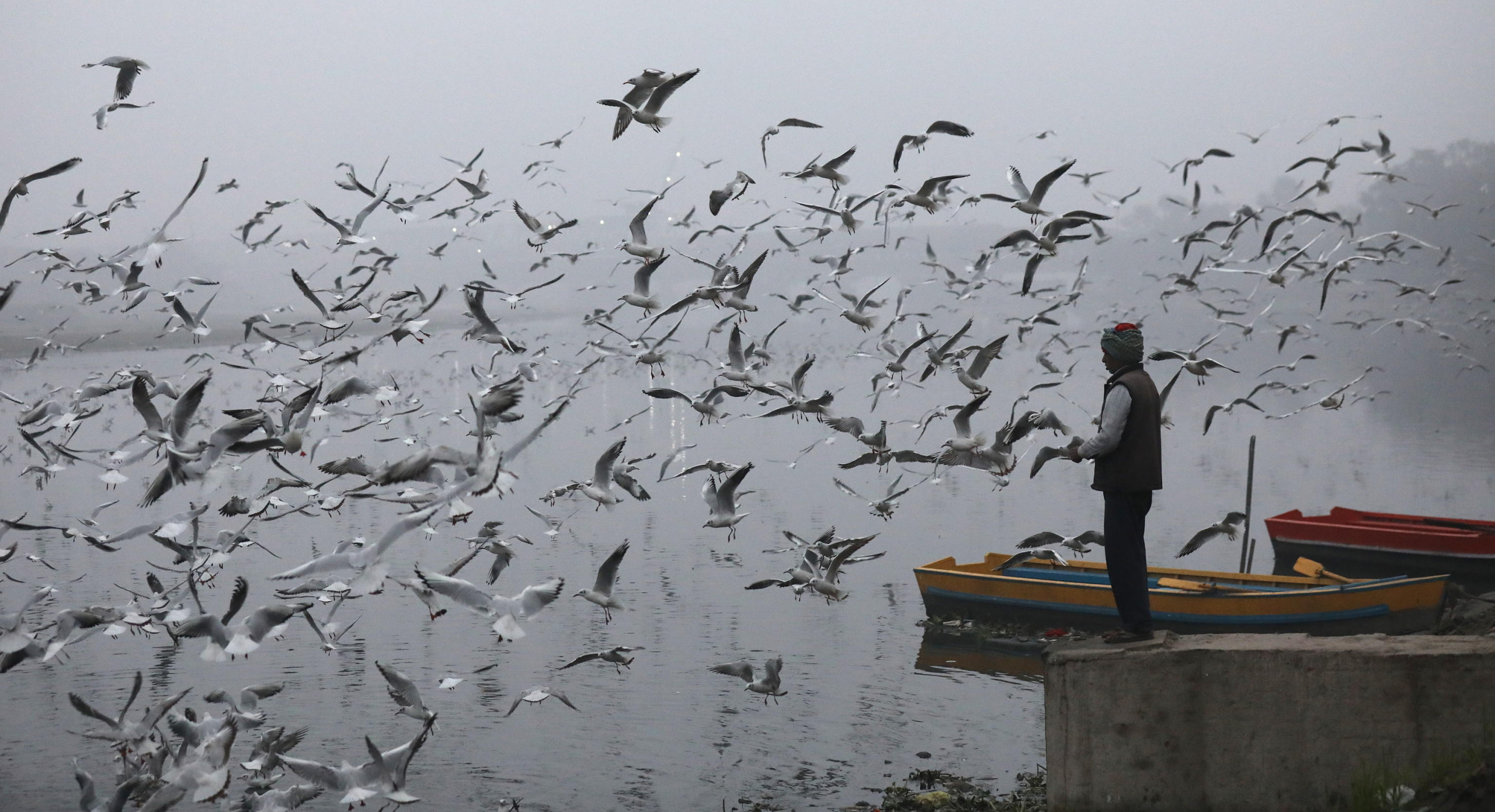 epa11058138 An Indian man feeds the migratory birds on a foggy, cold winter morning on the banks of the Yamuna river in New Delhi, India, 05 January 2024. Winter takes a heavy toll each year around northern India, as poverty forces many homeless people to live outdoors. Temperatures in the northern Indian regions continue to decrease. Migratory birds, including seagulls, arrive at Delhis Yamuna bank during the onset of winter season as they migrate through Delhi making a temporary home in Yamuna river and sometime fed by devotees who arrive to bathe in the river in the morning time.  EPA/RAJAT GUPTA