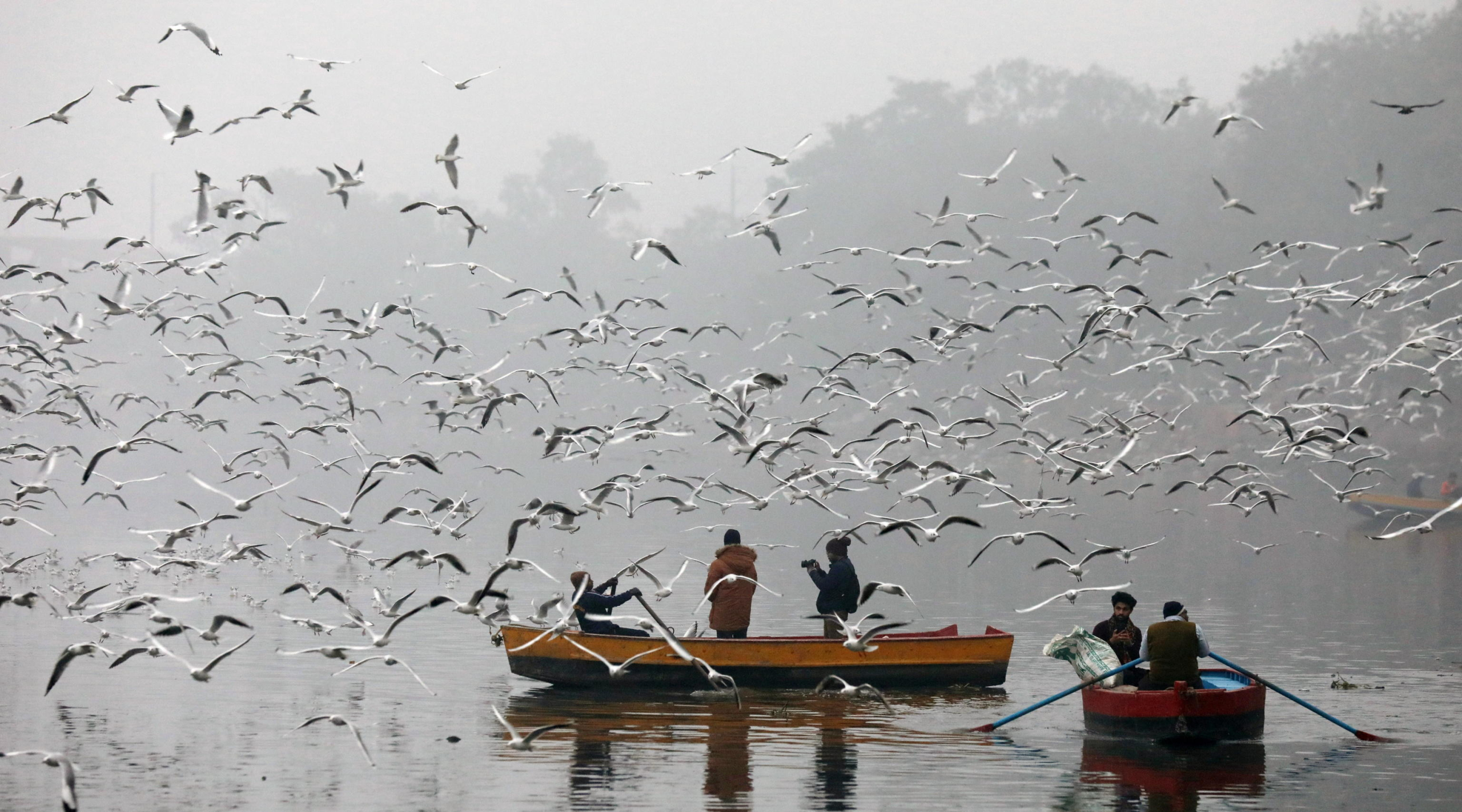 epa11058146 Indian people on boats feed the migratory birds on a foggy, cold winter morning on the banks of the Yamuna river in New Delhi, India, 05 January 2024. Winter takes a heavy toll each year around northern India, as poverty forces many homeless people to live outdoors. Temperatures in the northern Indian regions continue to decrease. Migratory birds, including seagulls, arrive at Delhis Yamuna bank during the onset of winter season as they migrate through Delhi making a temporary home in Yamuna river and sometime fed by devotees who arrive to bathe in the river in the morning time.  EPA/RAJAT GUPTA