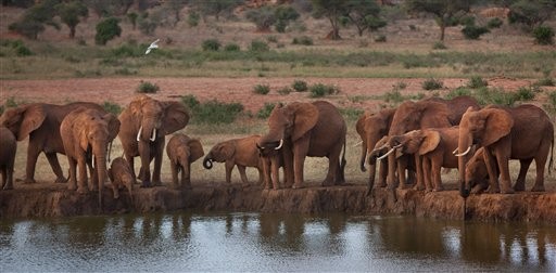 Elefanti al lago