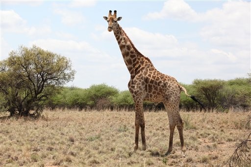 giraffe africa