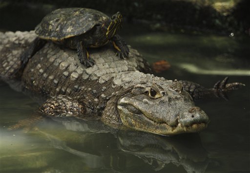 tartaruga e alligatore