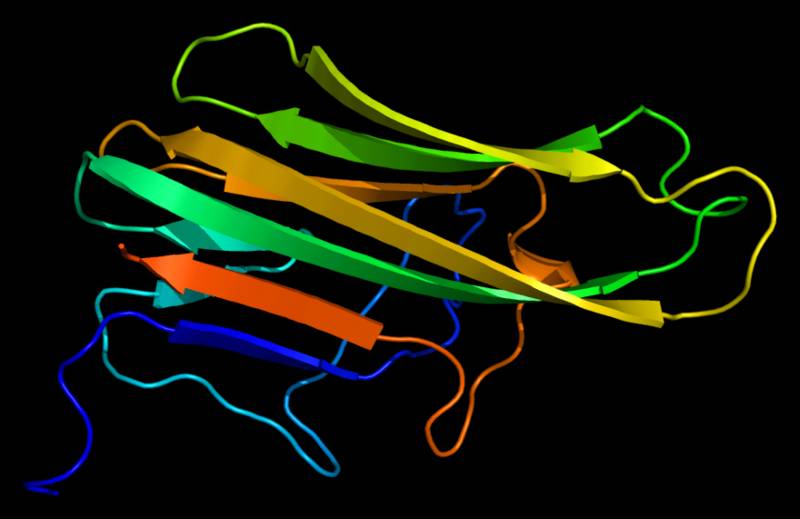 Proteina CD40LG