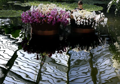 Un giardino di orchidee
