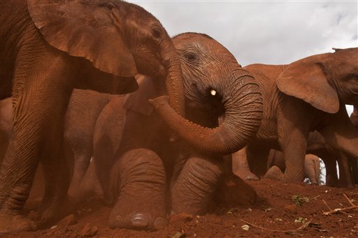 Cuccioli di elefanti in Kenya