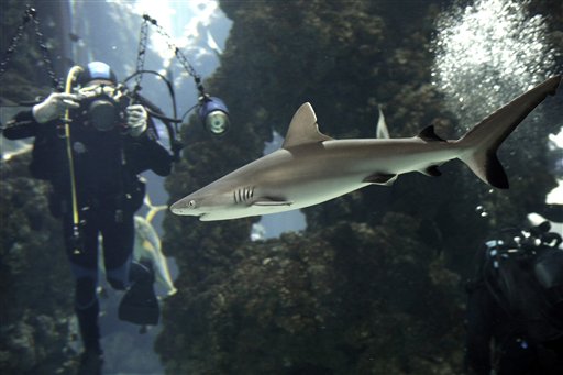 Mostra sugli squali a Monaco