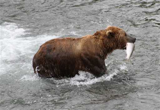 Orso bruno dell'Alaska