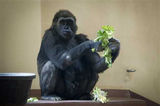 Kira il gorilla