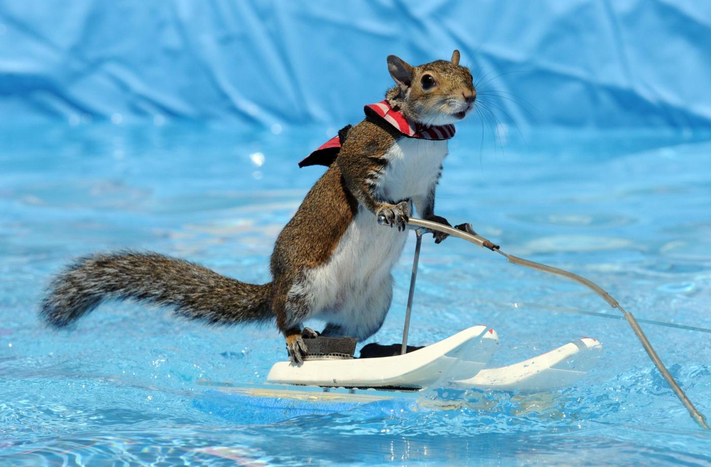 Twiggy lo scoiattolo campione di sci d'acqua
