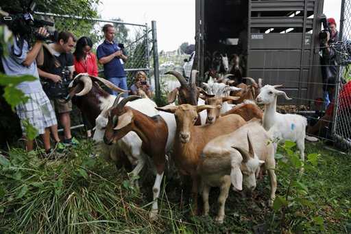 più di 100 capre al cimitero per aiutare a pulire